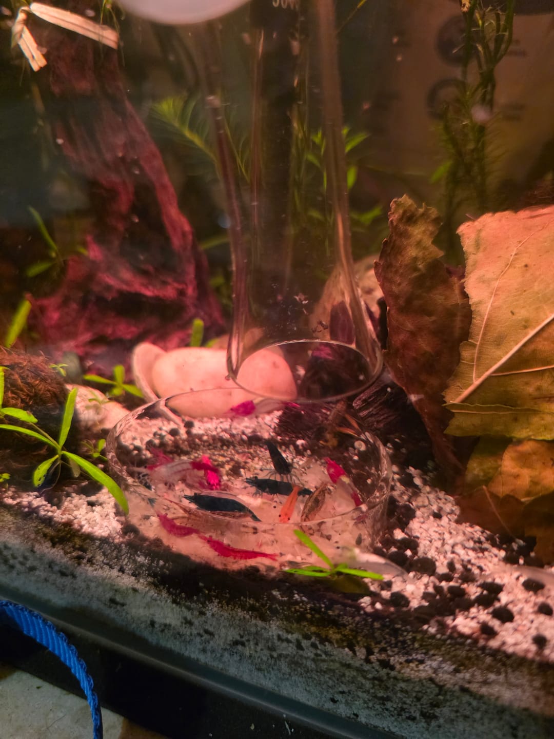 Customer photo review of Red Rili Shrimp