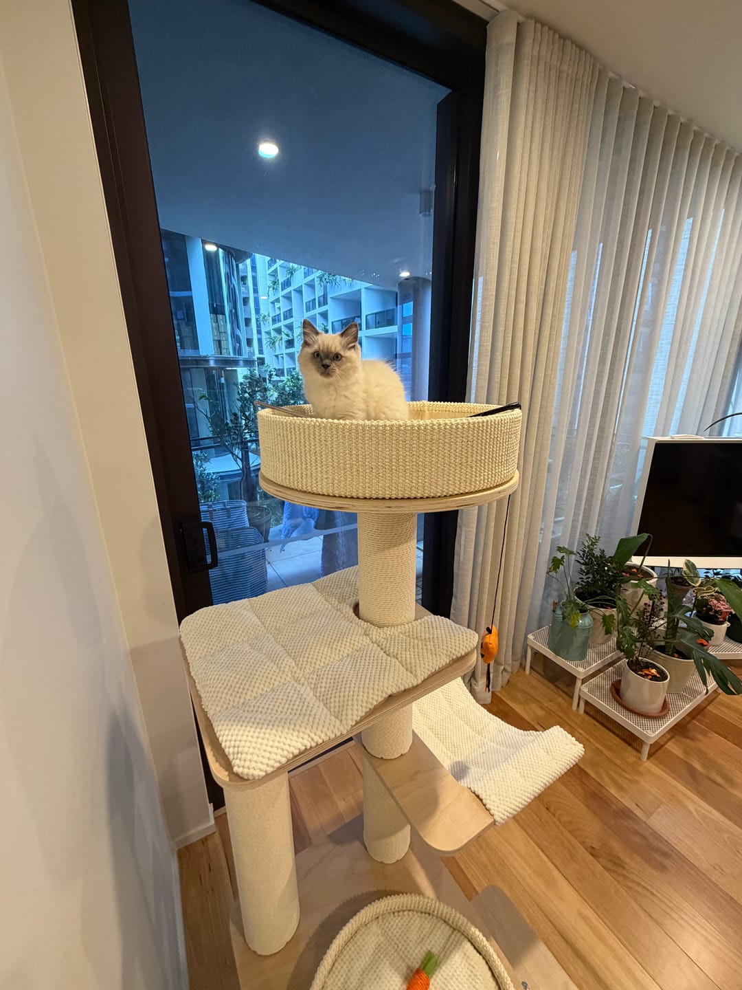 Customer photo review of Michu Luna Multi-Layer Solid Wood Cat Nest Tree
