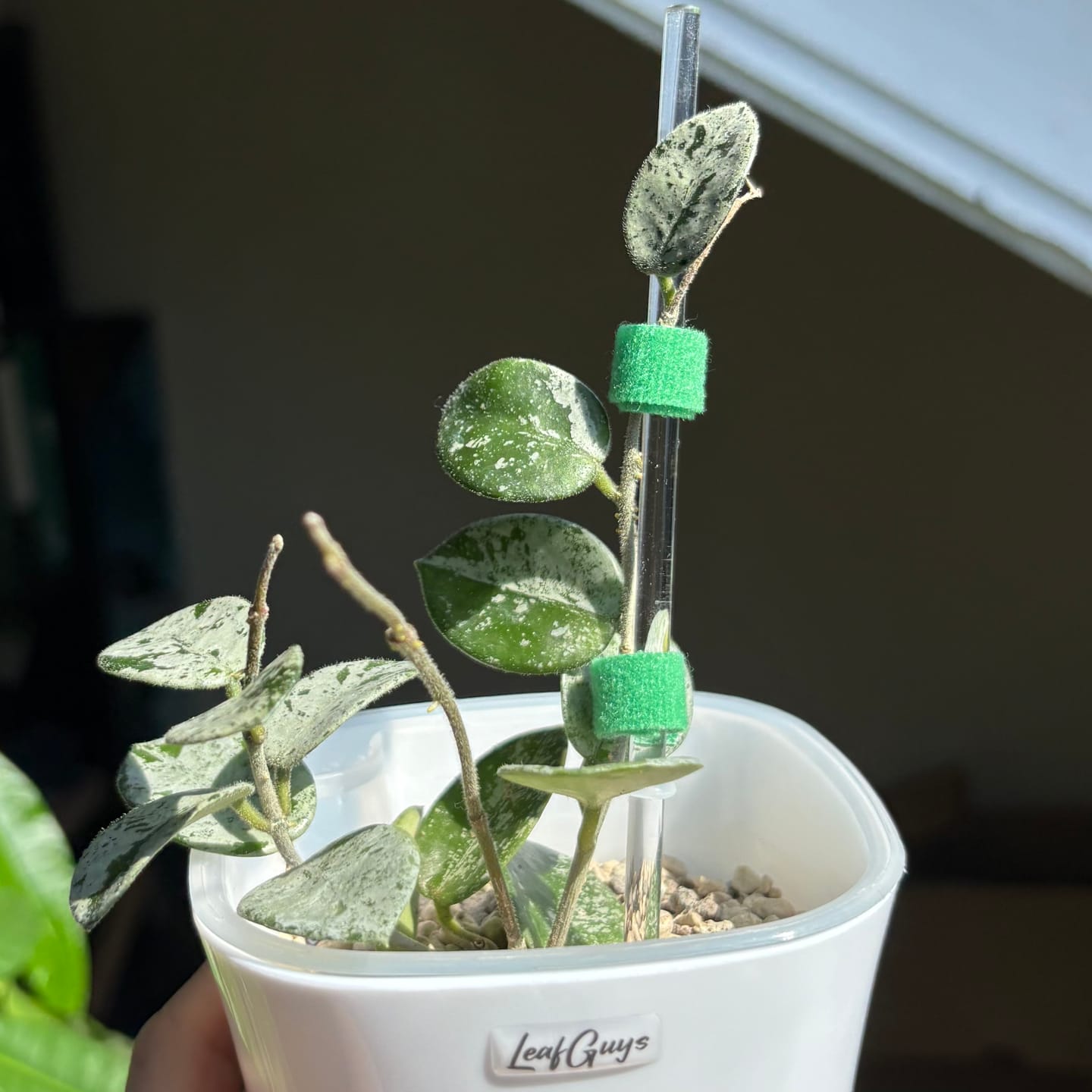 Customer photo review of HOYA MATHILDE SPLASH