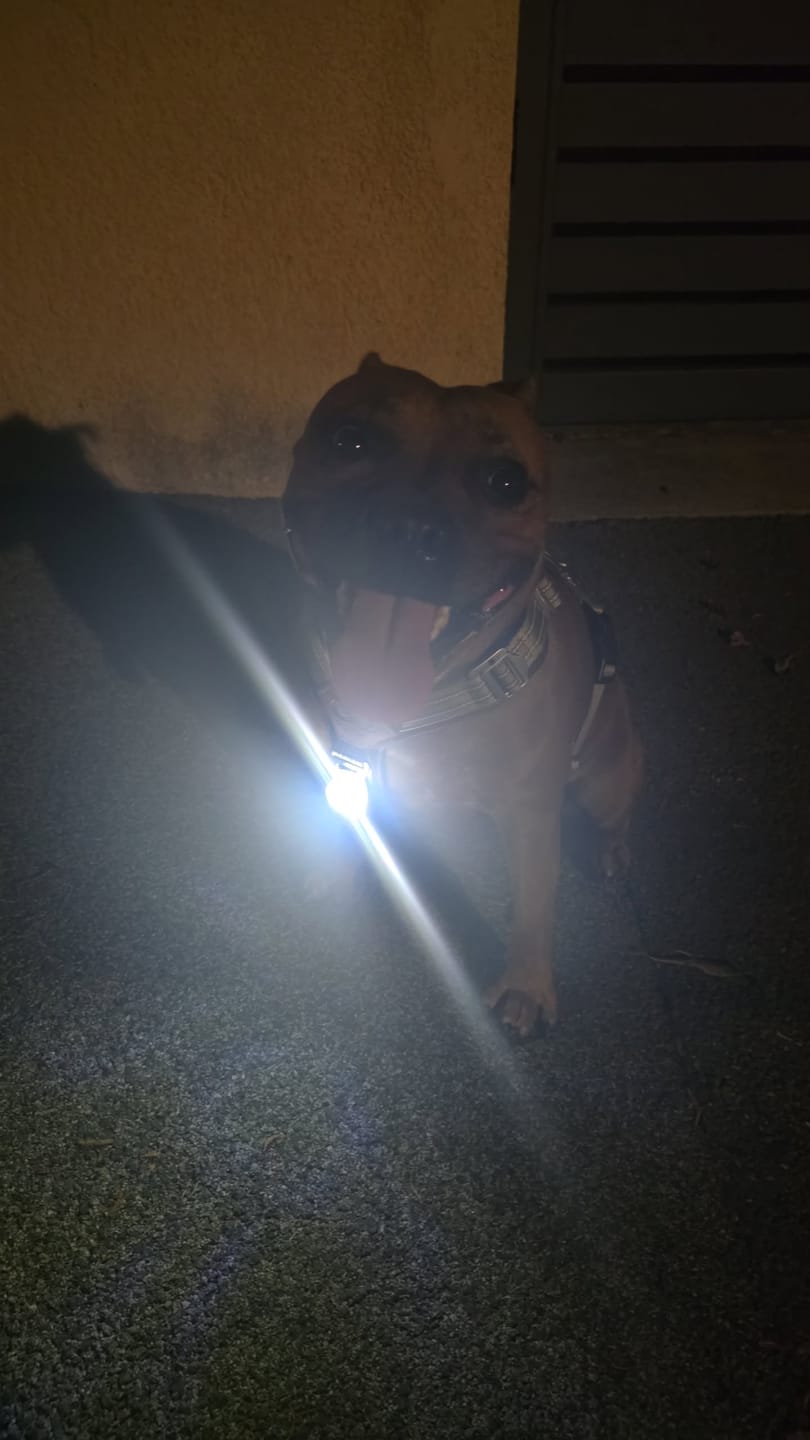 Customer photo review of Staffordshire Bull Terrier 1935® Light