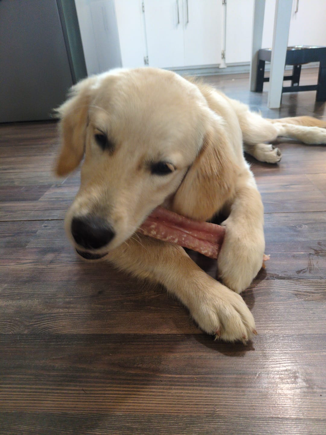 Customer photo review of 12 Inch Trachea Wrapped in Jerky