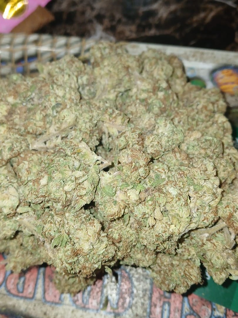 Customer photo review of White Nerds Indoor Mediums - Bulk Mediums - Hybrid