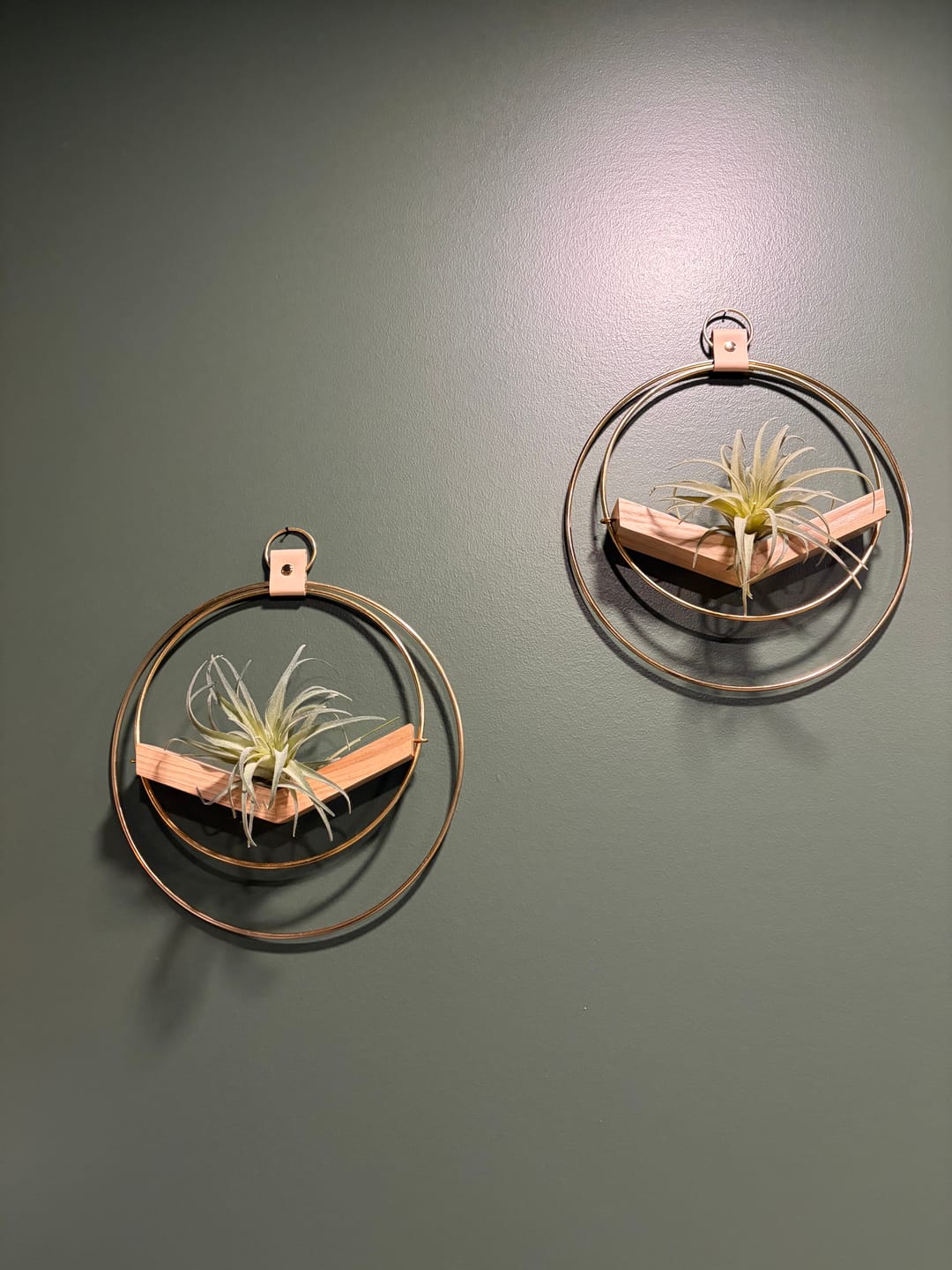 Customer photo review of Air Plant V-Hanger