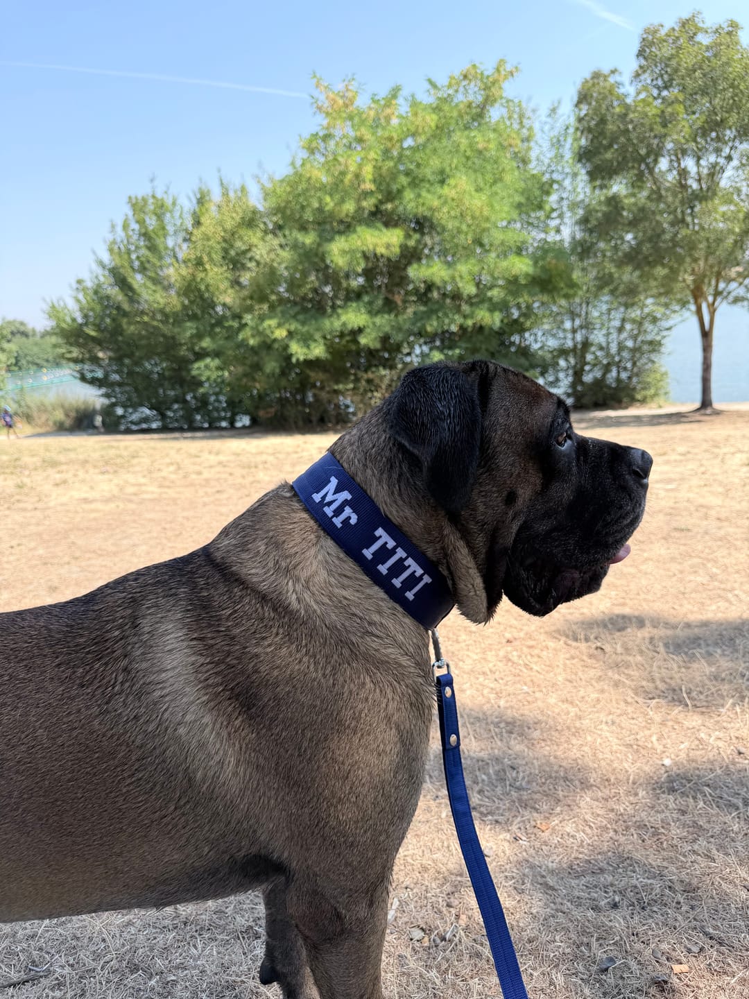 Customer photo review of Hundhalsband med namn