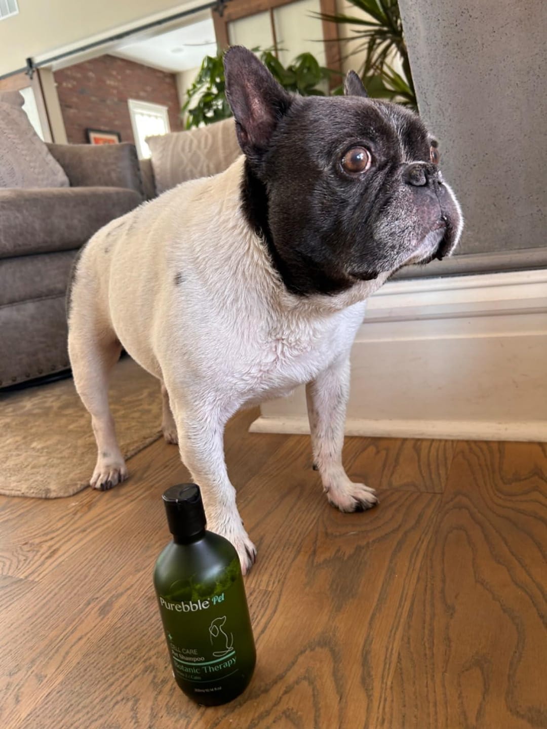Customer photo review of Calm Pet Botanic Therapy Shampoo