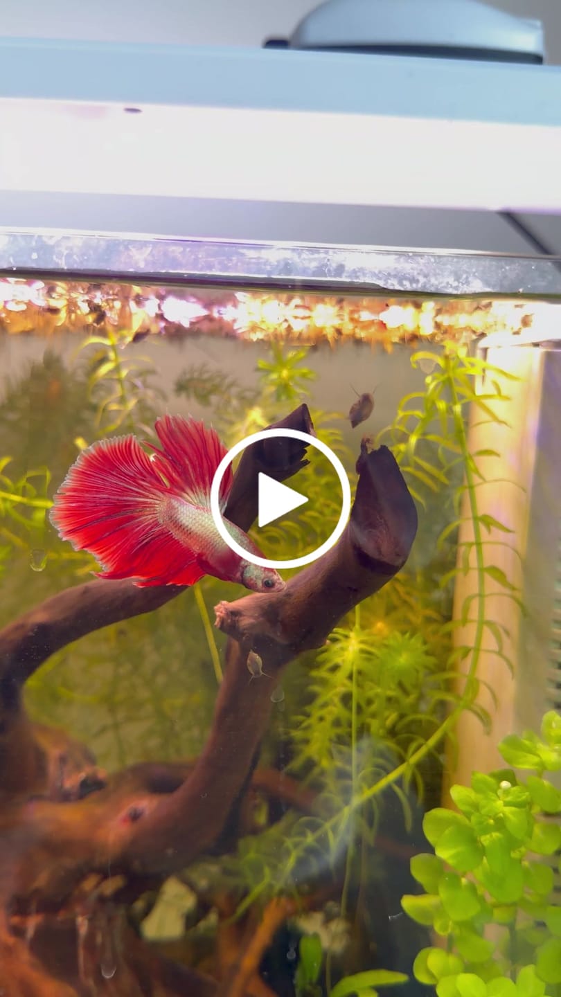 Customer video review of Halfmoon Purple Butterfly Betta Fish (Male)