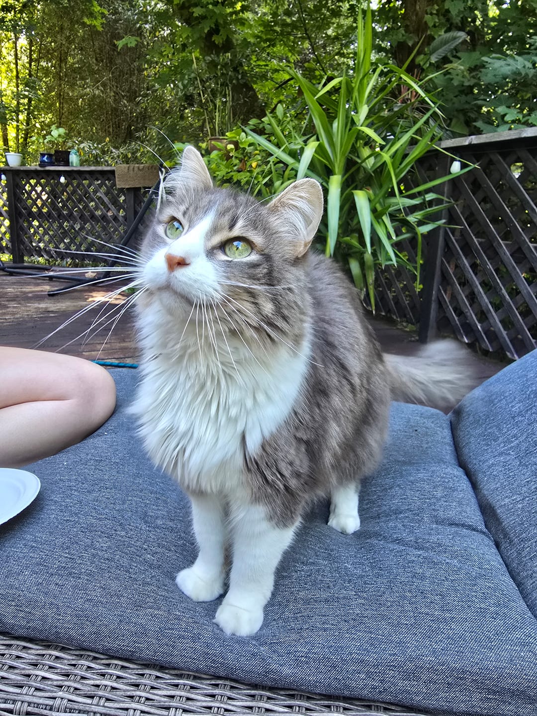 Customer photo review of 6x Blisso Advanced Cat Probiotic
