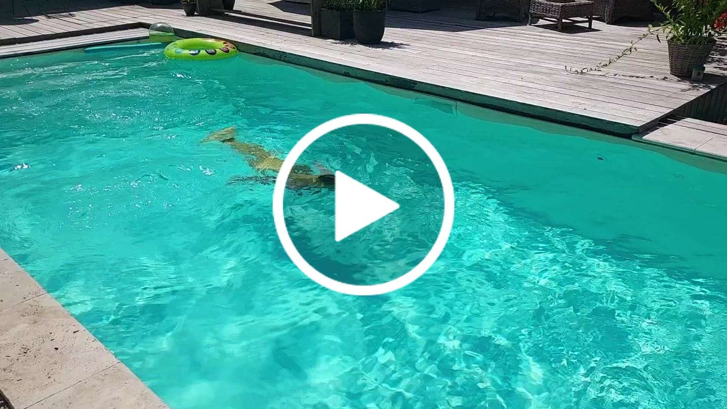 Customer video review of Losse Zeemeermin staart Frida – Starter Editie