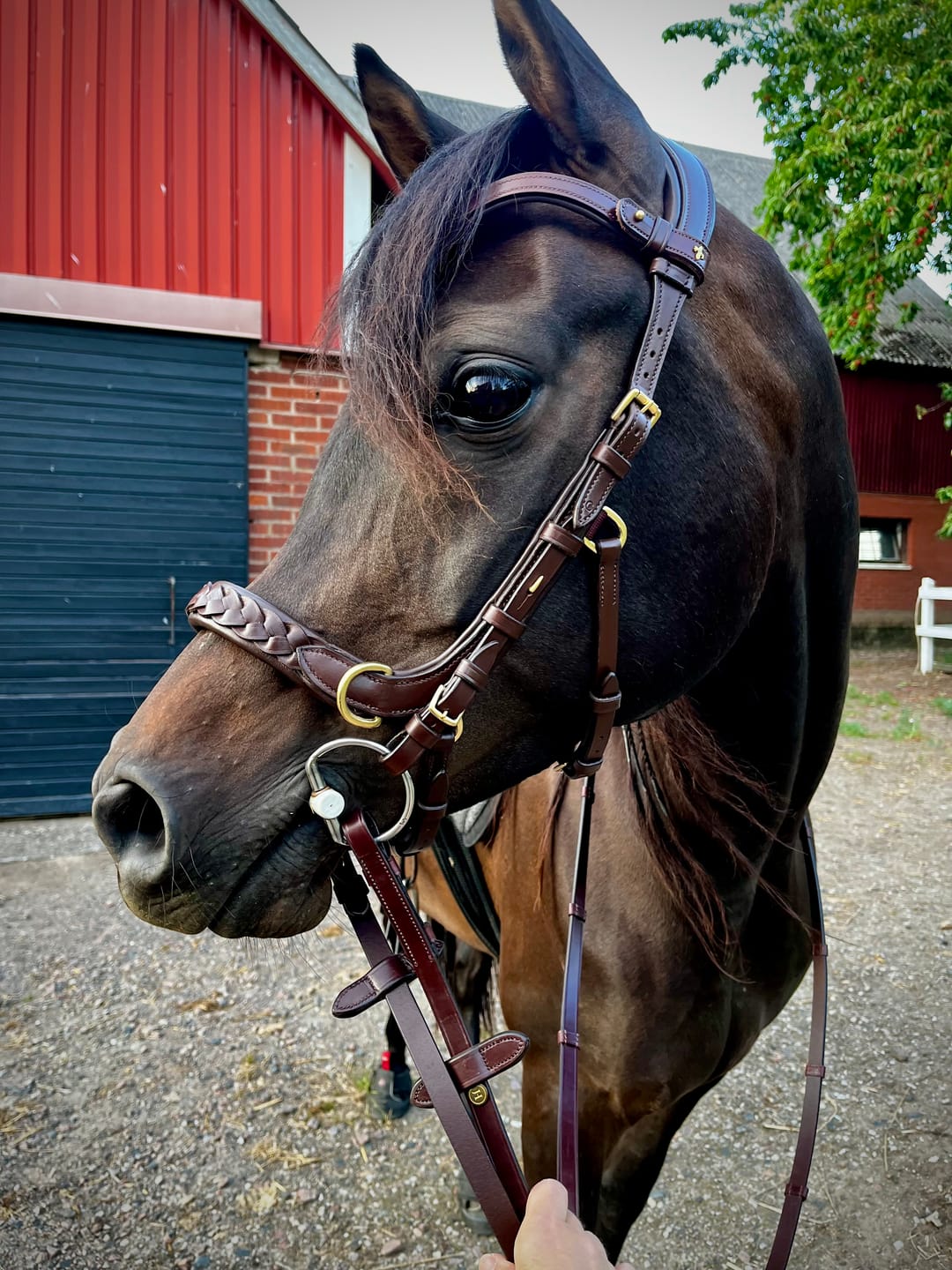 Customer photo review of Odessa bonita Multi Bridle padded, bit to bitless system no.1
