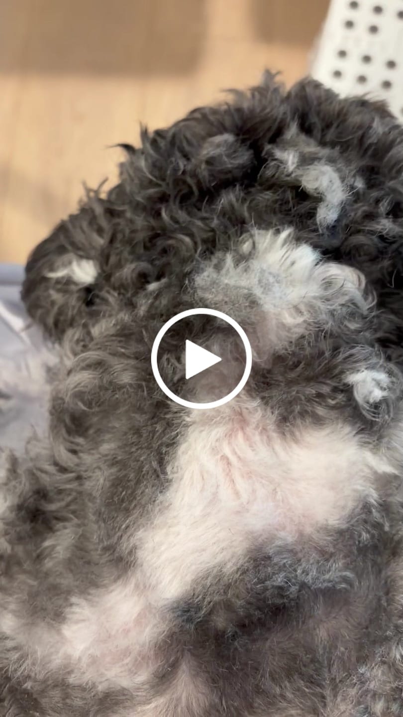 Customer video review of Best Dog Hair Clipper | Fur King 2000 | Over 200 Australia Reviews