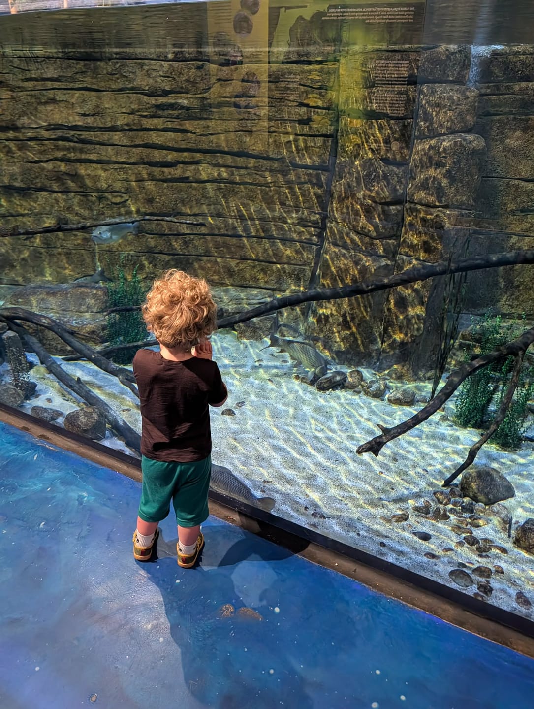 Customer photo review of Kids Merino Wool Adventure Short