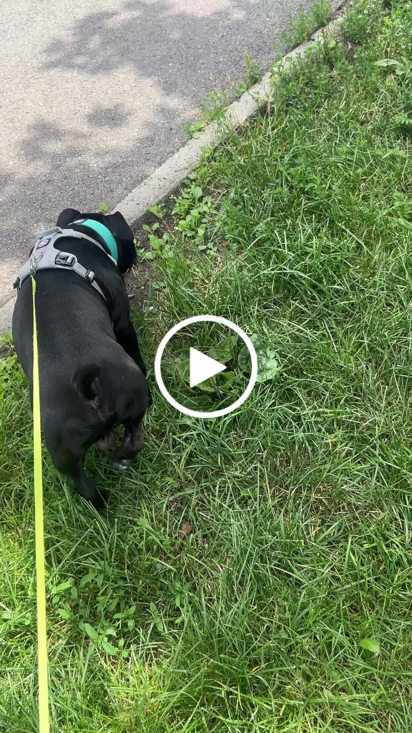 Customer video review of Air Harness | Anti-Pull & With Handle - Grey