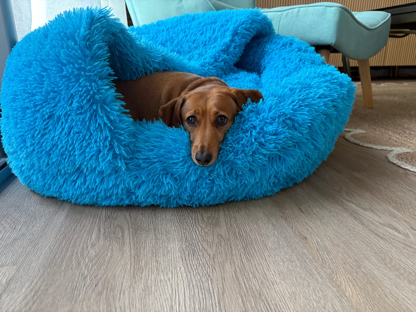Customer photo review of Dachy-Doo Burrow Bed™