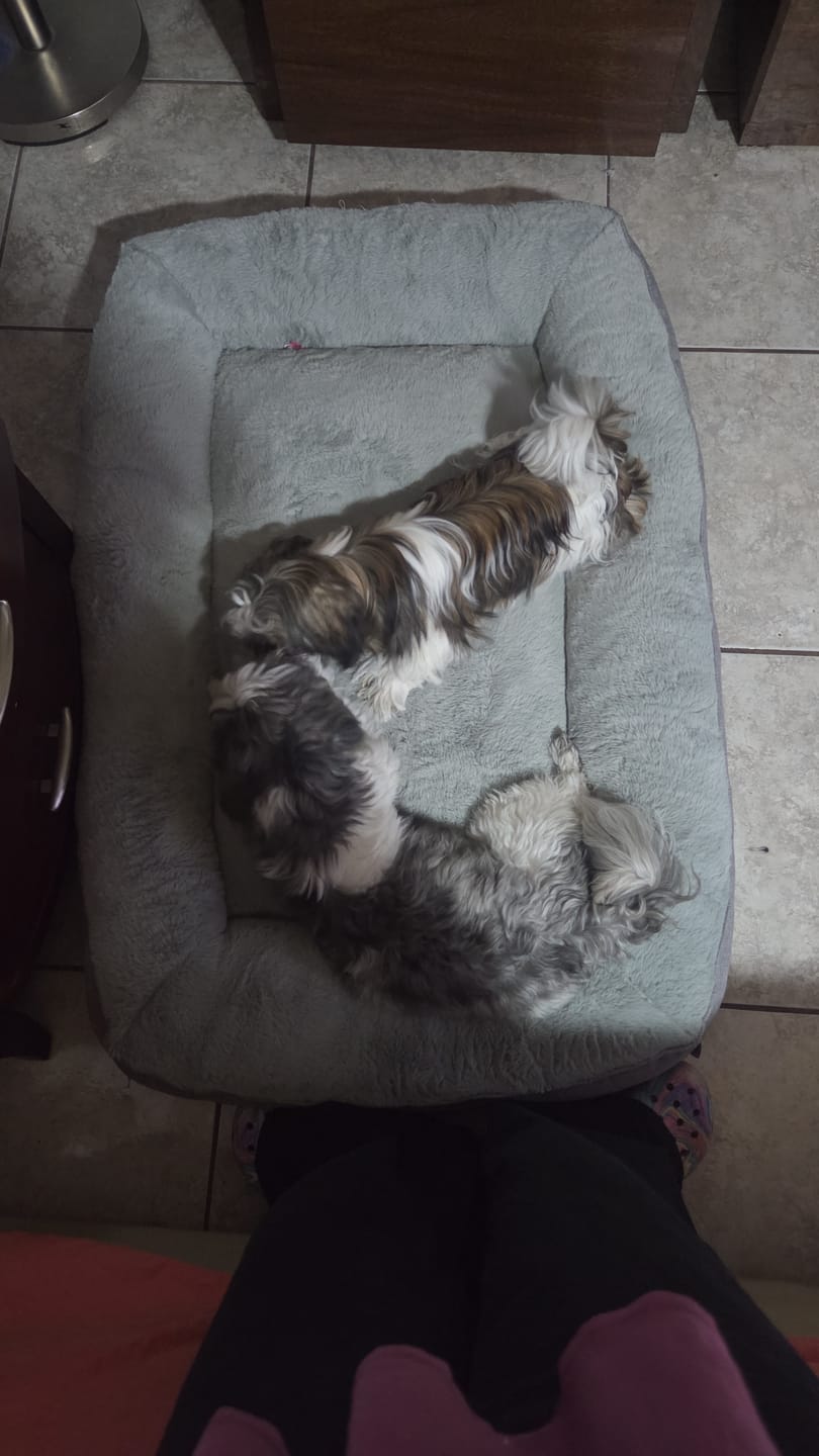 Customer photo review of Cama Sofá para Perros