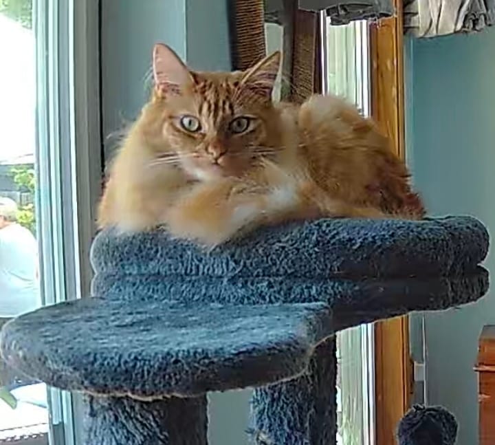 Customer photo review of Catnip and Valerian Root Blend (Loose Leaf)