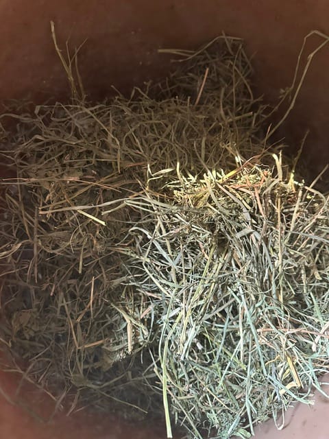 Customer photo review of Timothy Orchard Alfalfa Mix Hay2nd Cut (Click here for Qty Discount)