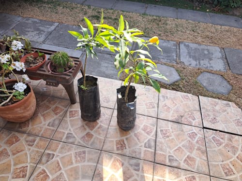 Customer photo review of Kumquat – El cítrico ornamental que endulza tu jardín y tu vida