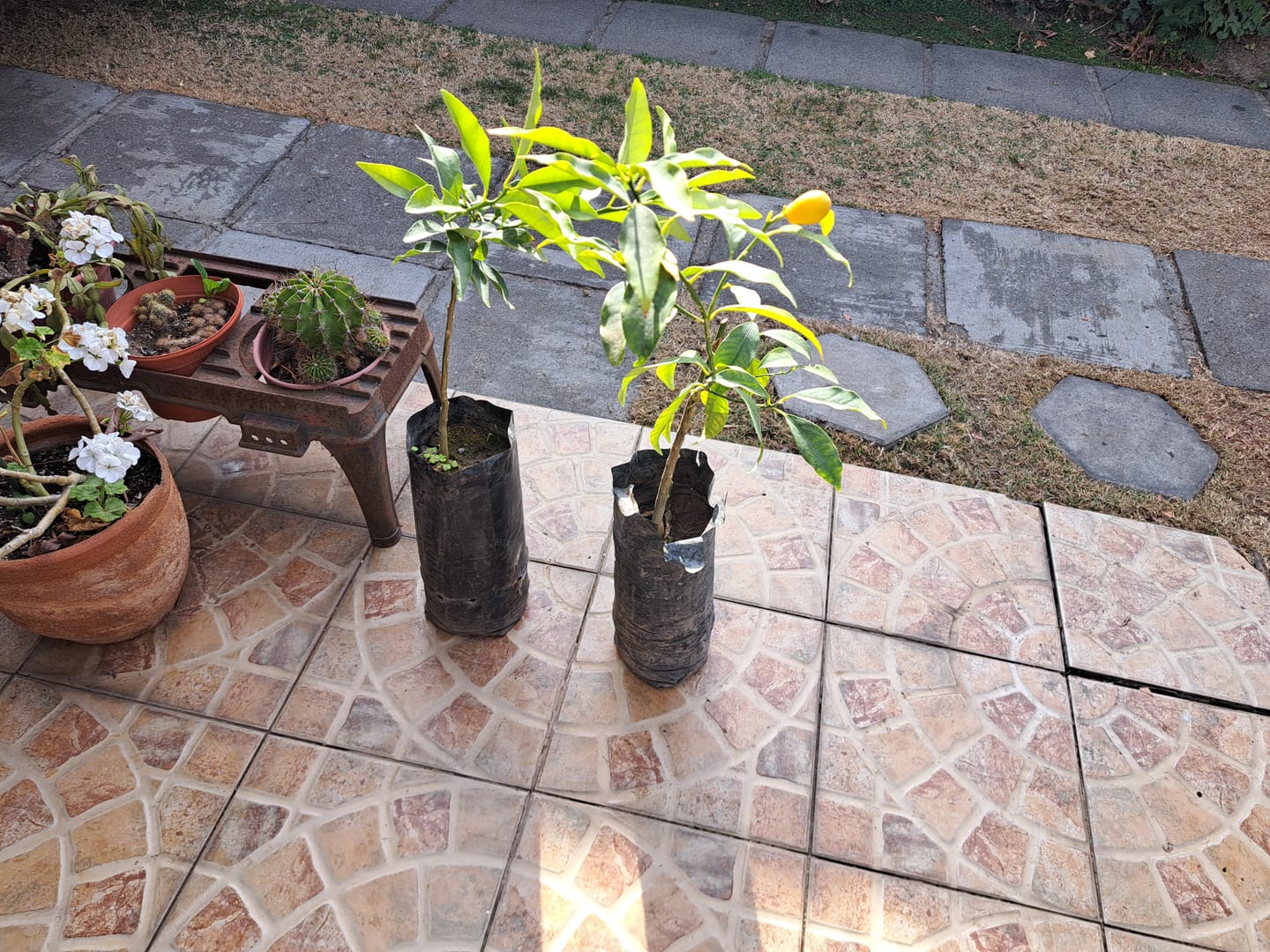 Customer photo review of Kumquat – El cítrico ornamental que endulza tu jardín y tu vida