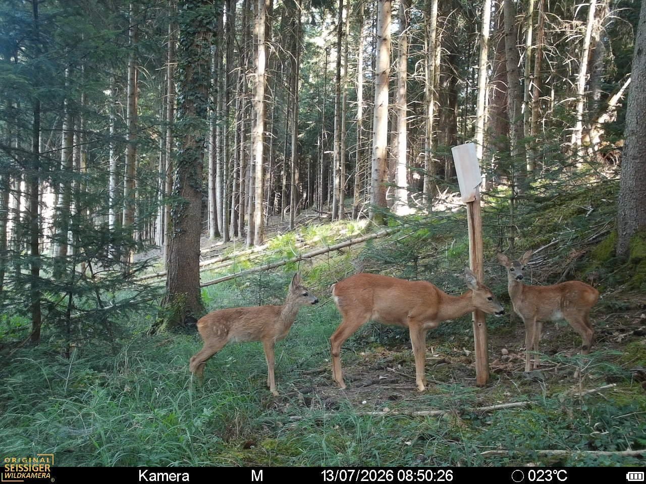 Customer photo review of Salzspray Anis - Lockmittel Rehwild, Schwarzwild, Rotwild und Damwild