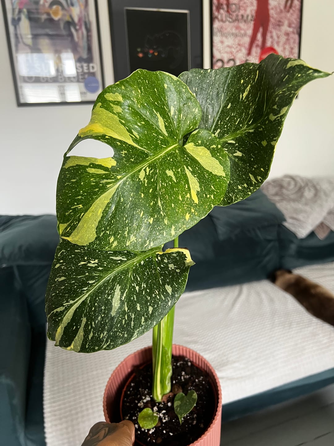 Customer photo review of MONSTERA THAI CONSTELLATION