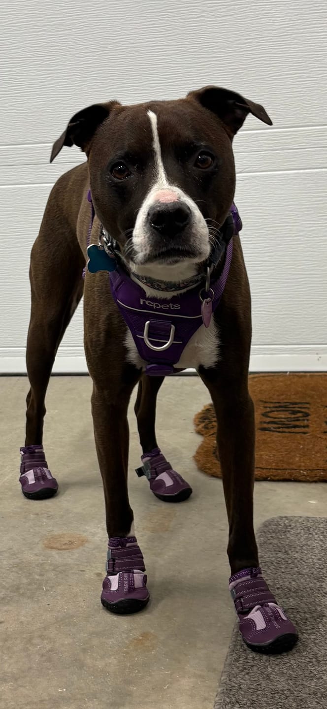 Customer photo review of Spark Paws 365 -  The All-Season Dog Shoes