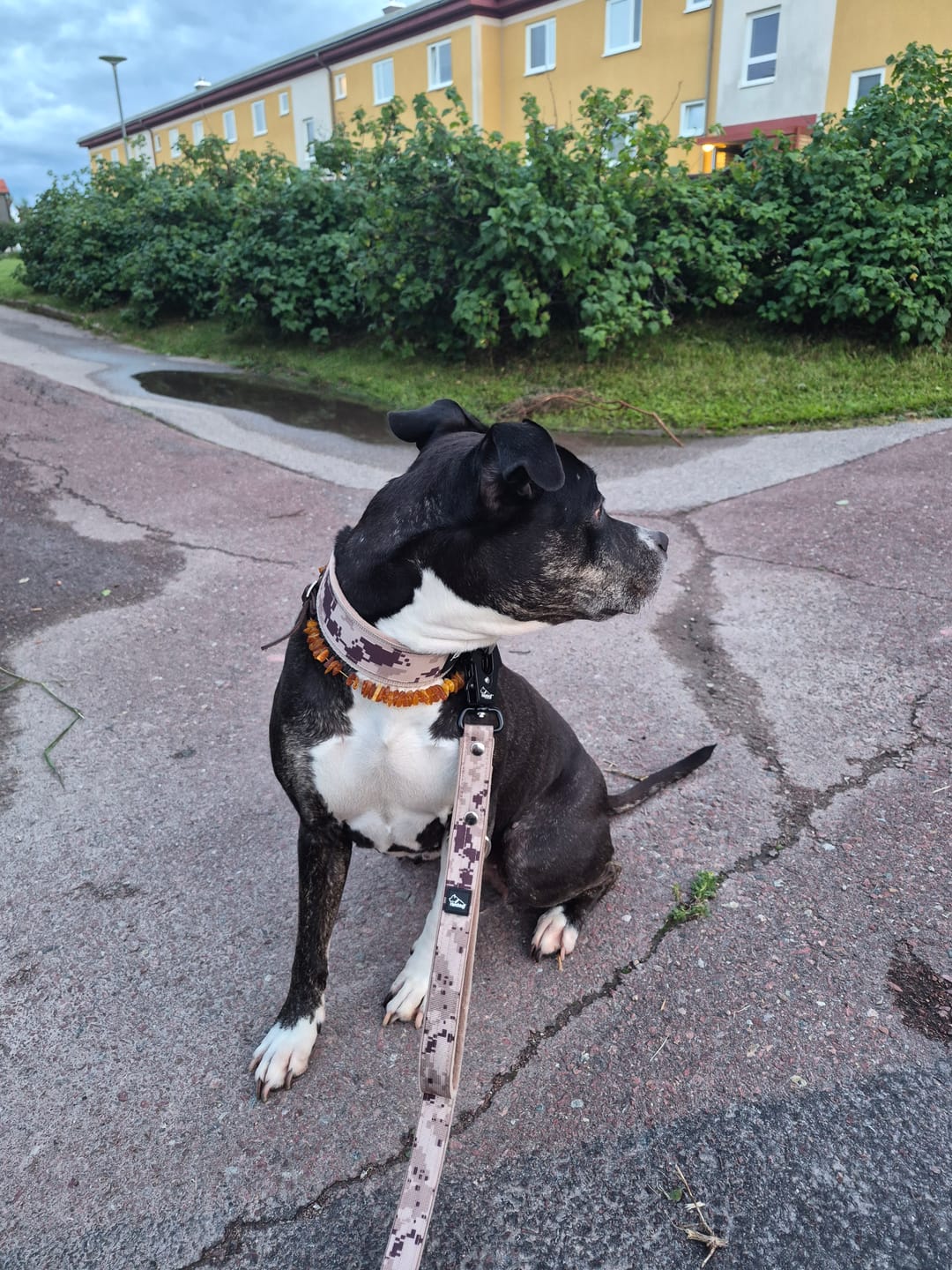 Customer photo review of Active Komfort Camo Beige - Brett slitstarkt hundhalsband med spänne