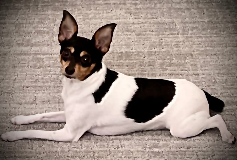 Customer photo review of Original Pet Grooming Vacuum Kit