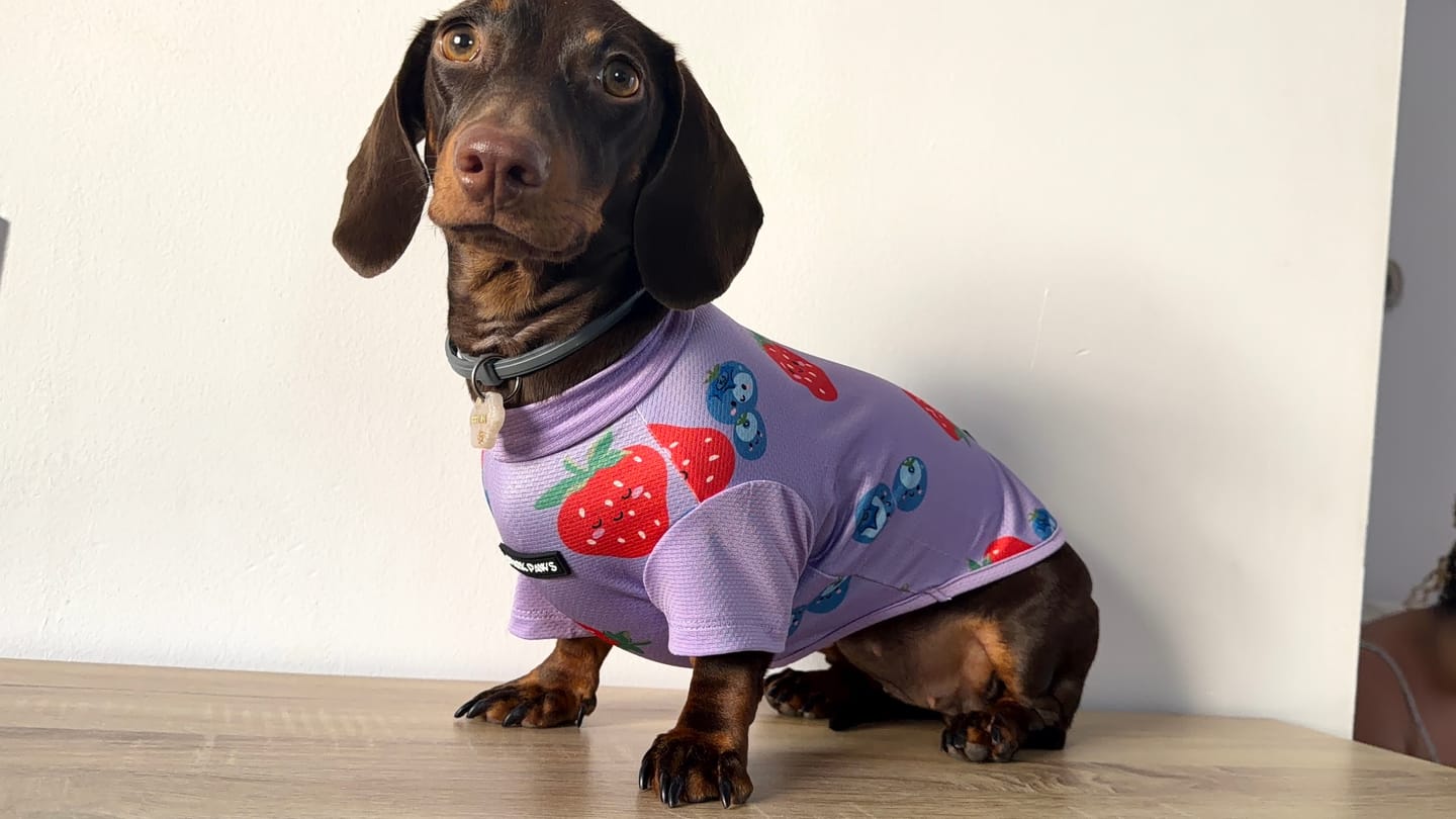 Customer photo review of Sunblock Dog T-Shirt - Berries
