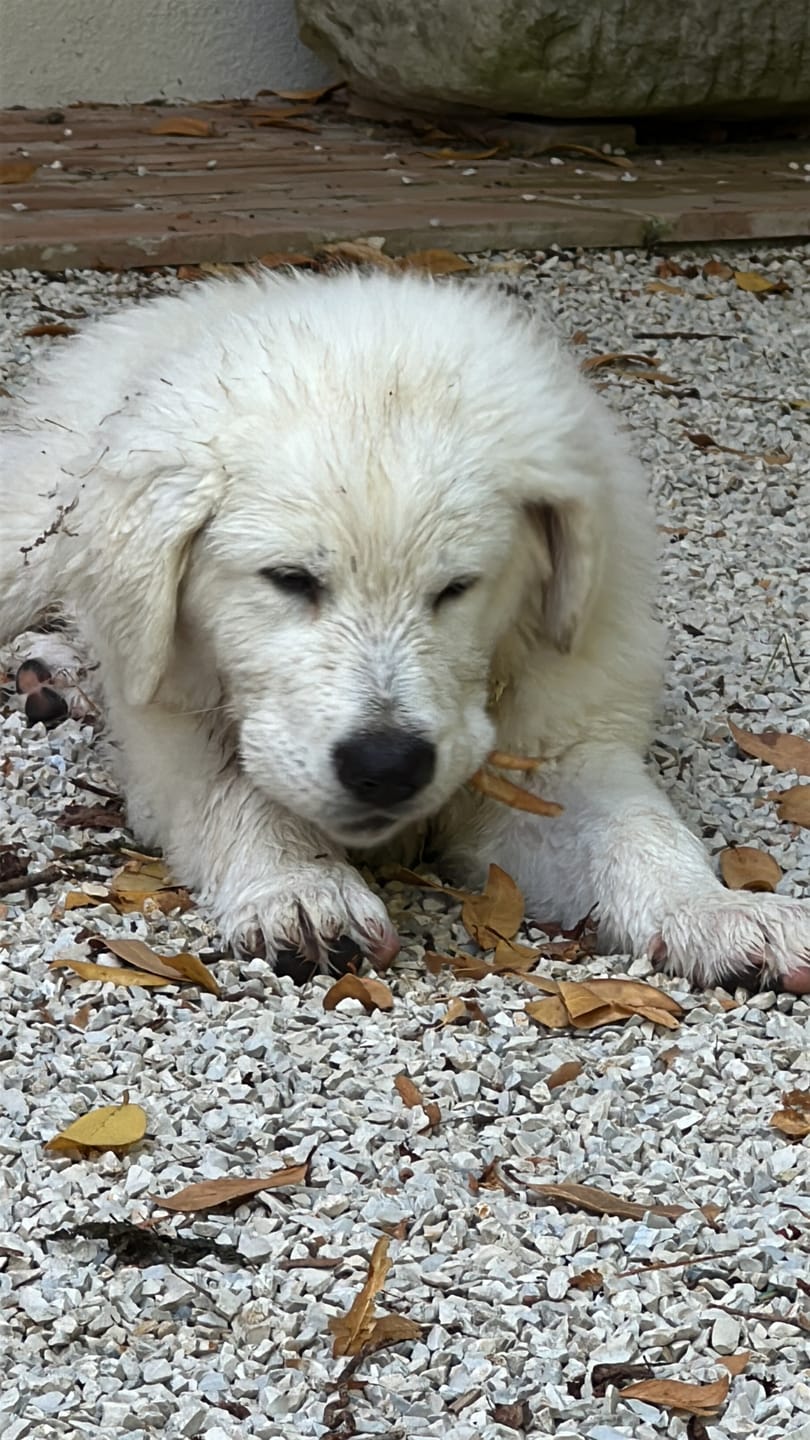 Customer photo review of Zampe di Gallina senza unghie (200 g)