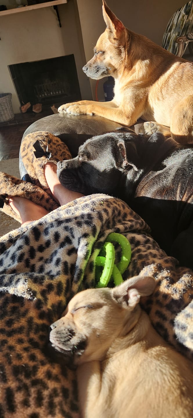 Customer photo review of Doggymin (Skin & Immunity Support For Dogs)