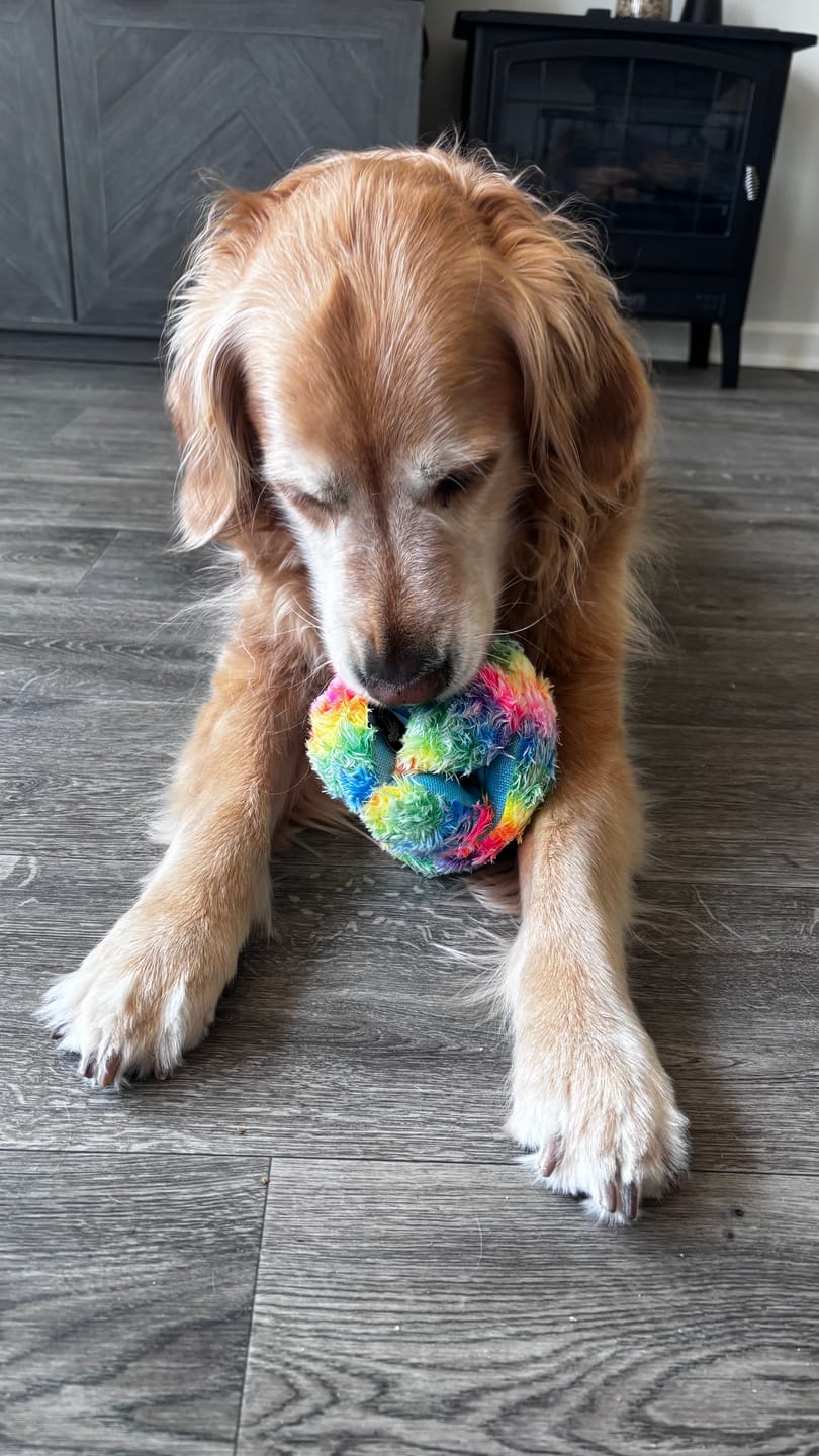 Customer photo review of Stuffies Treat Dispensing Plush Toys