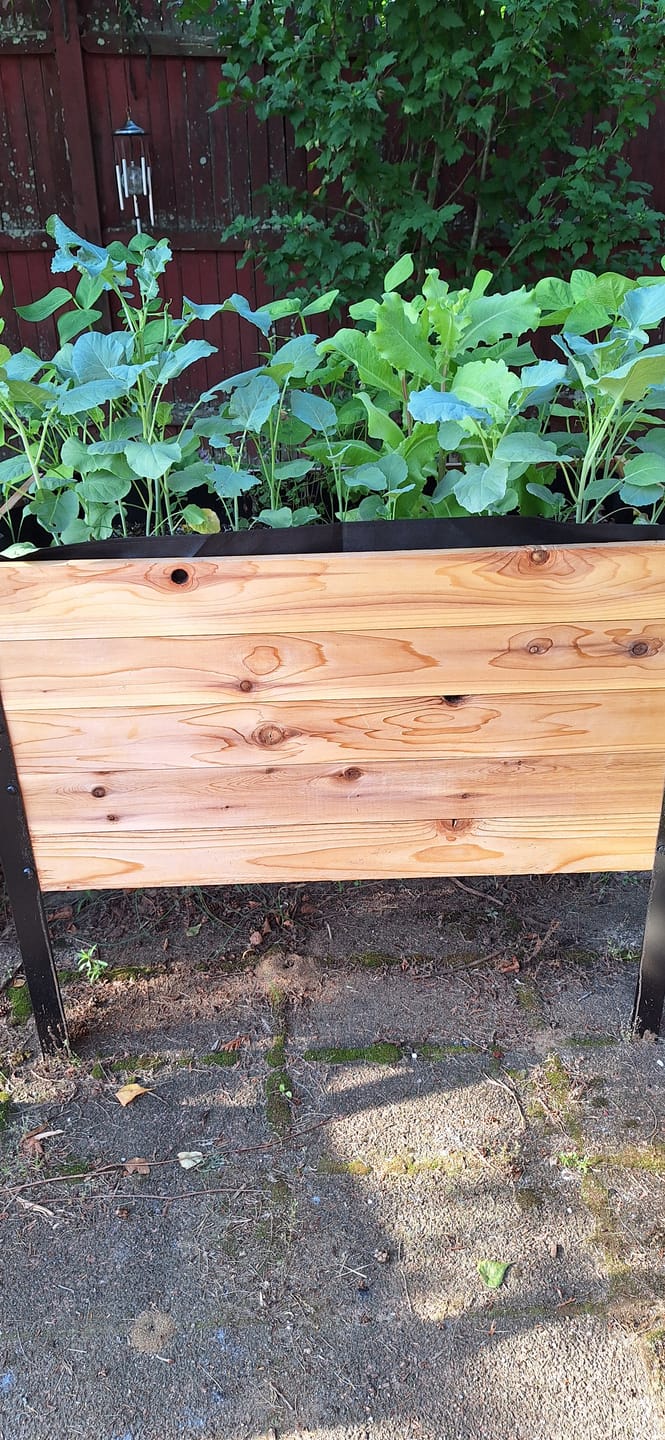 Customer photo review of 18" x 48" Raised Garden Bed - 30" TALL / Garden Grade