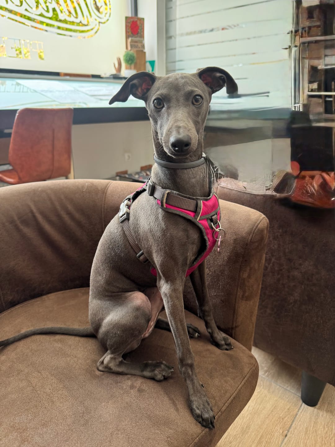 Customer photo review of Grain Free Puppy Salmon & Turkey