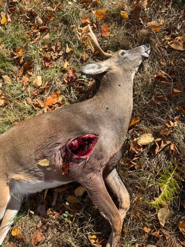 Customer photo review of Cut on Contact Titanium Broadheads (3 Pack)