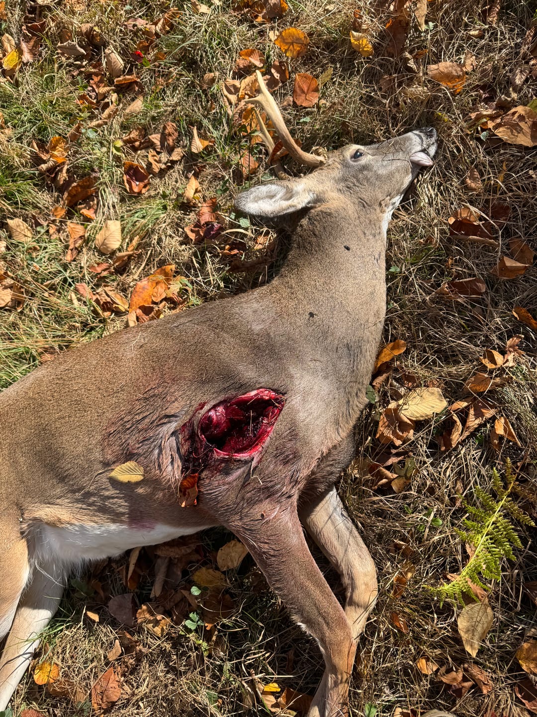 Customer photo review of Cut on Contact Titanium Broadheads (3 Pack)