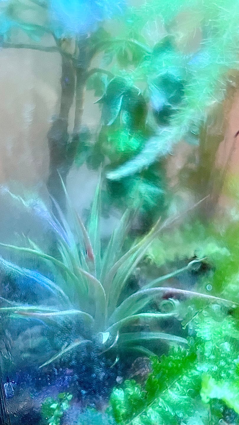 Customer photo review of Tillandsia ionantha 'Red Marble'