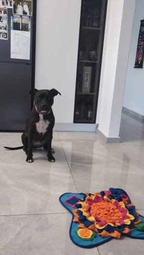 Customer photo review of TruePet Schnüffelmatte Hund | Nasenarbeit & Intelligenzspielzeug | Anti-Langeweile Futtermatte