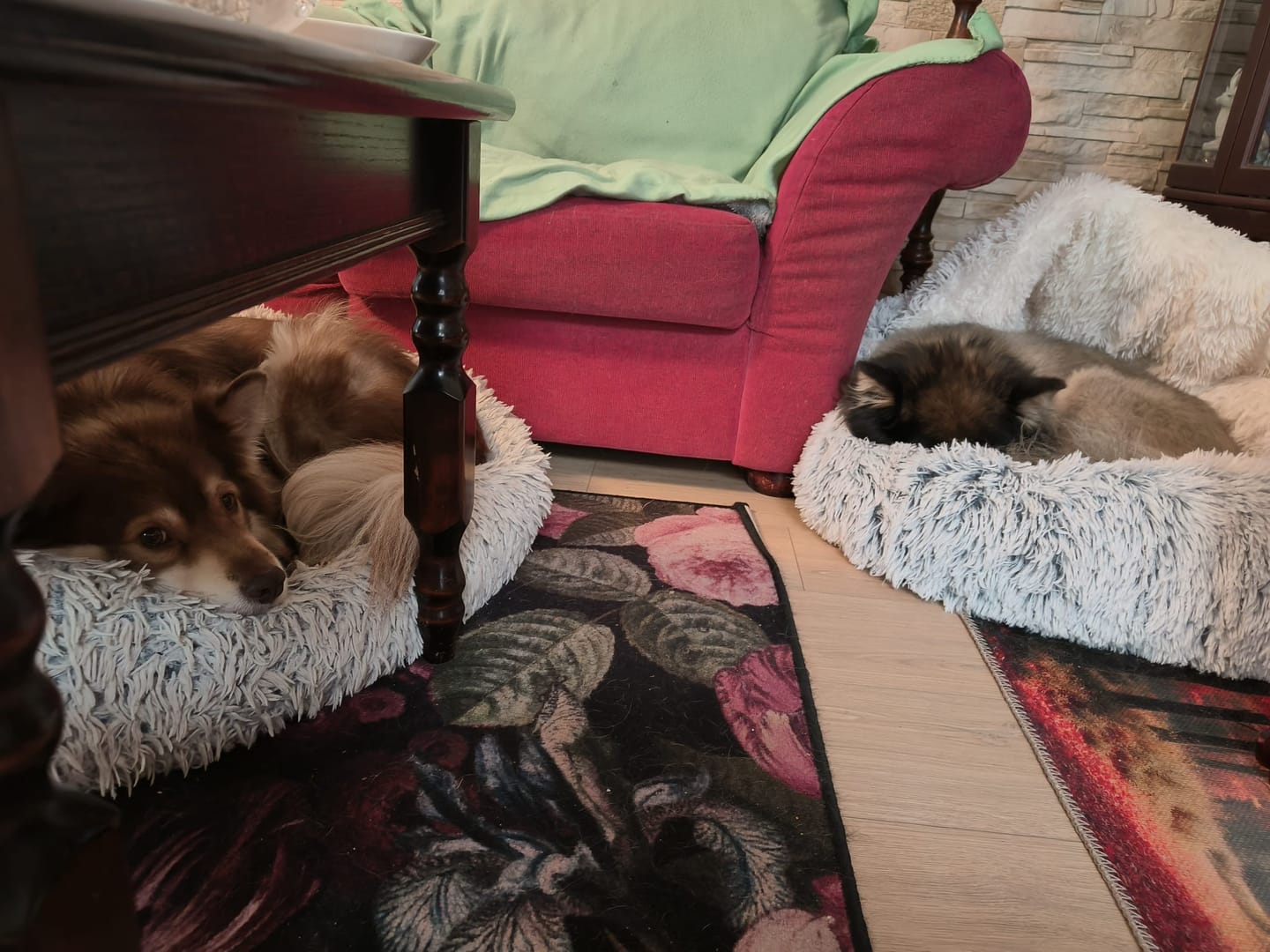 Customer photo review of CozyCave™ rauhoittava luolapeti koirille