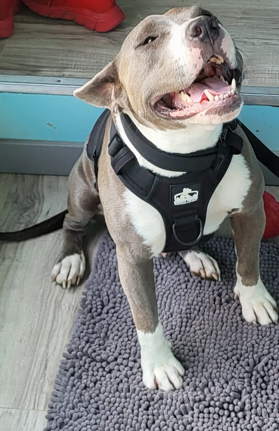 Customer photo review of No Pull Bully Proof Harness