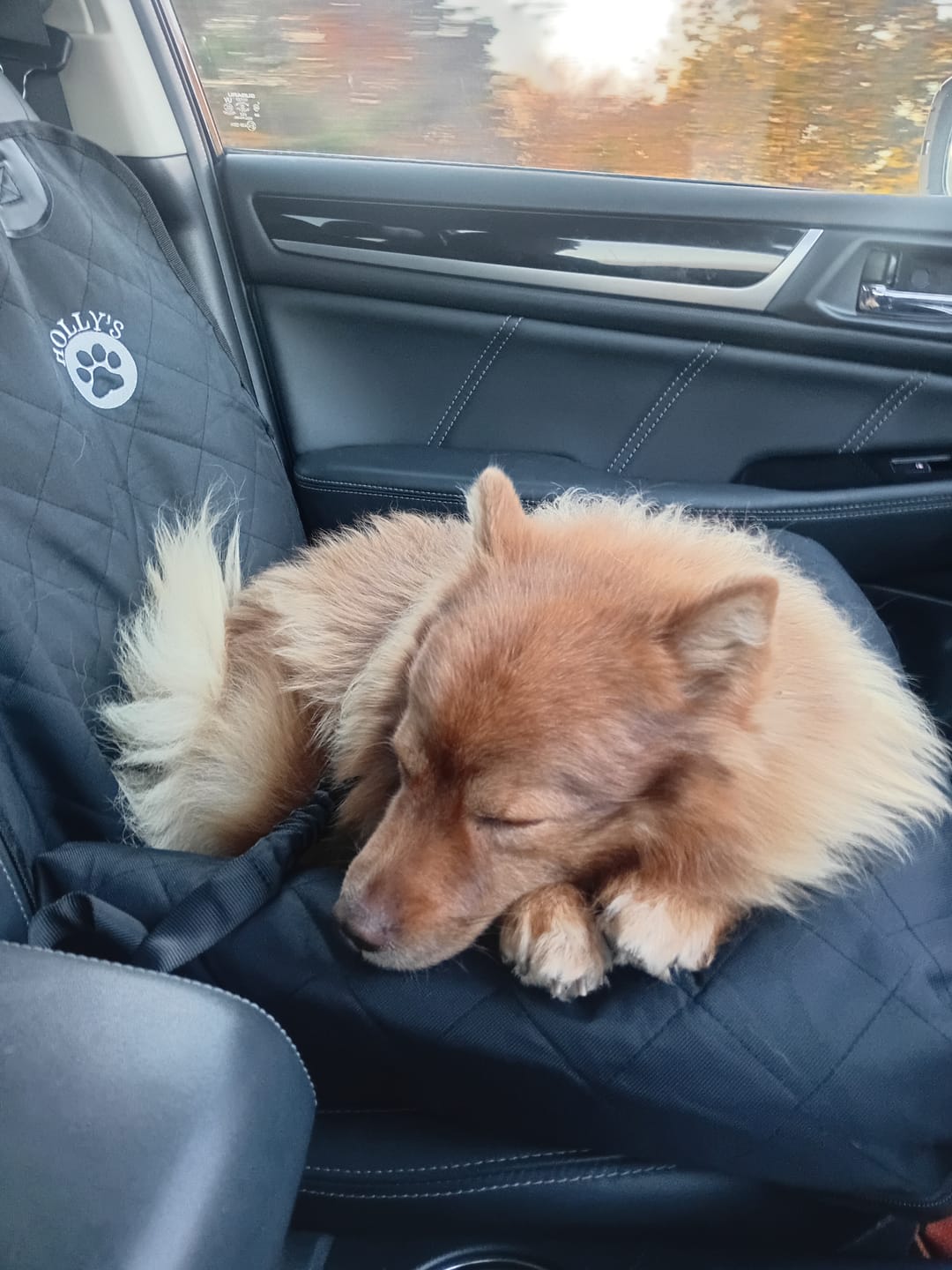 Customer photo review of Car Seat Cover