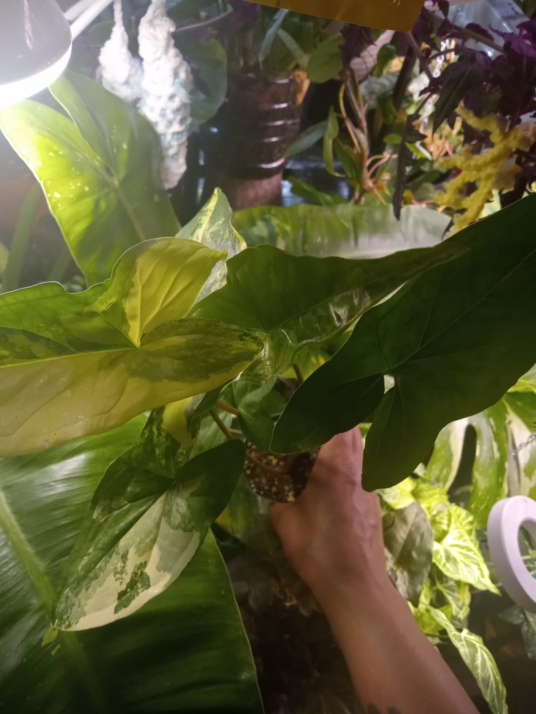 Customer photo review of Syngonium podophyllum aurea variegata