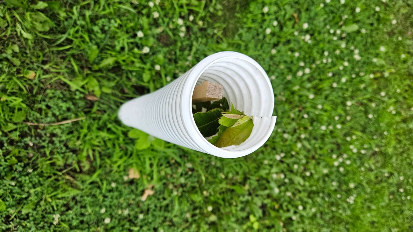 Customer photo review of Hybrid Chestnut