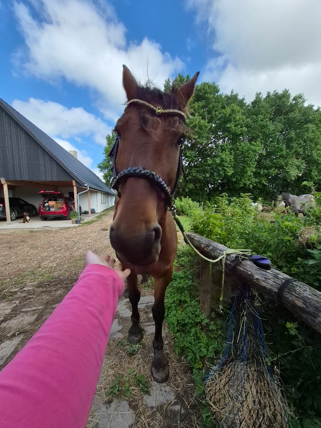 Customer photo review of Odessa Bonita Multi bridle padded - MASEGO bit to bitless system - SILVER