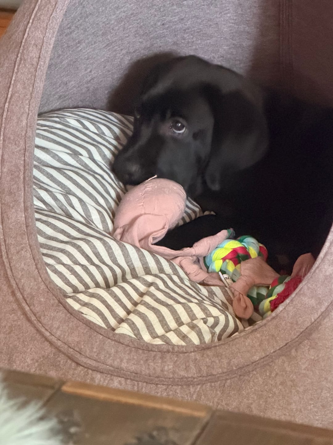 Customer photo review of Tonto - Luxury Dog Tipi