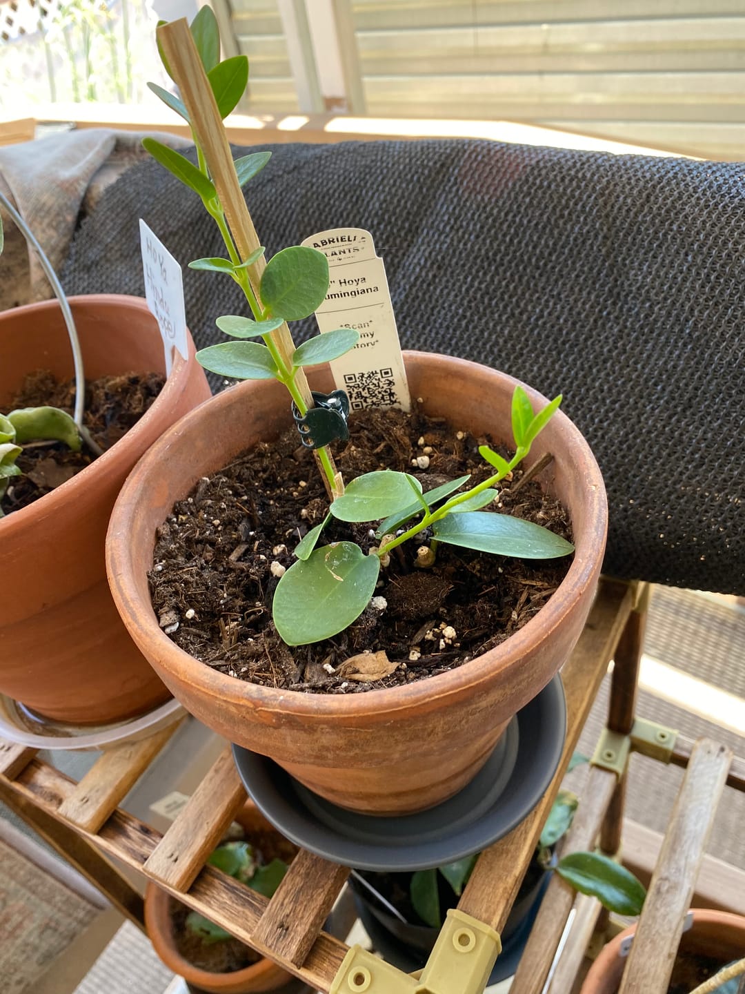 Customer photo review of Hoya cumingiana