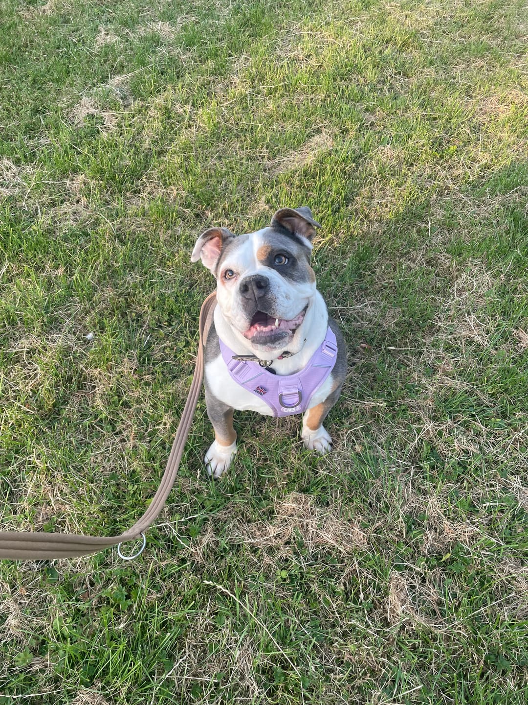 Customer photo review of Anti Pull Hurricane Harness Lighter | With Handle - Lavender X Ube