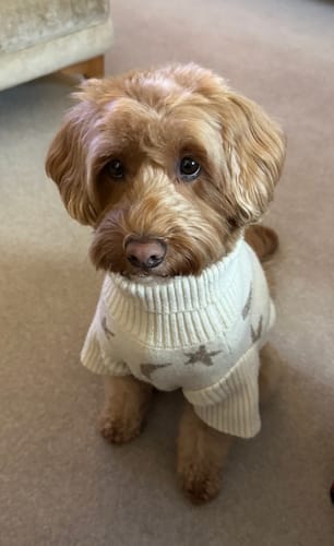 Customer photo review of Hazelnut┃Studio Step-In Harness