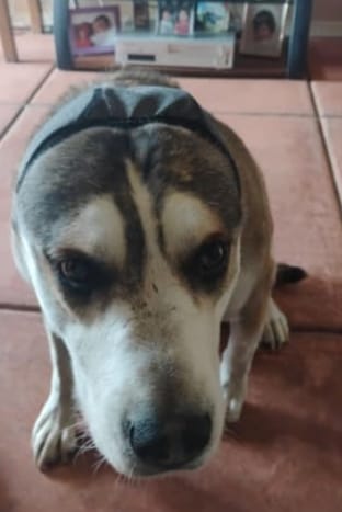 Customer photo review of Orejeras Calmantes™