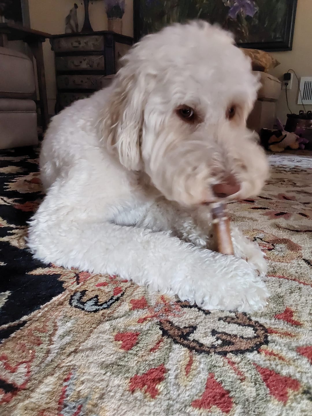 Customer photo review of Bully Stick Cold Dried Raw 6”