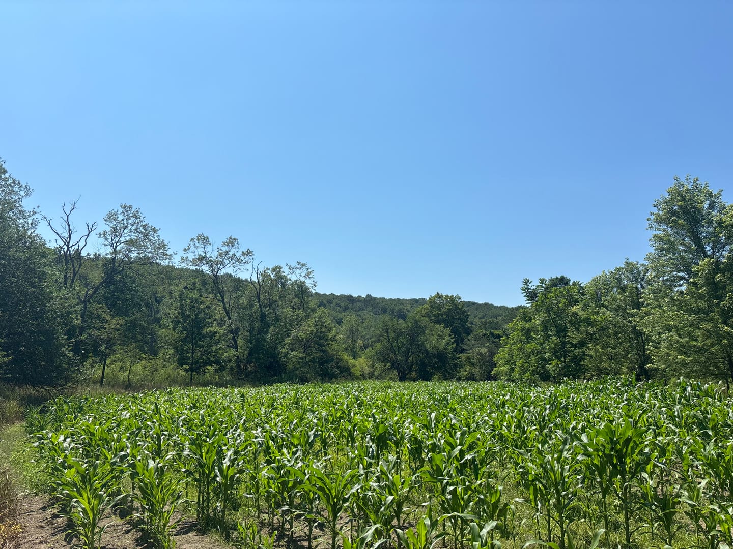 Customer photo review of Glyphosate Tolerant Wildlife Seed Corn